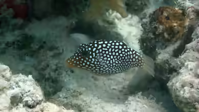 Canthigaster jactator im Aquarium halten