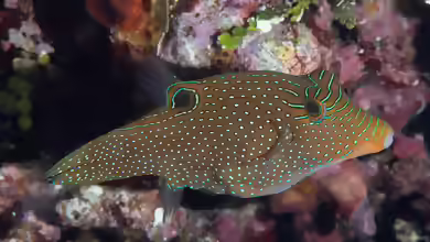Canthigaster papua im Aquarium halten