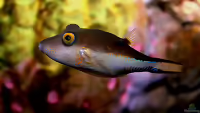 Canthigaster rostrata im Aquarium halten