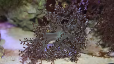 Capnella imbricata im Aquarium halten