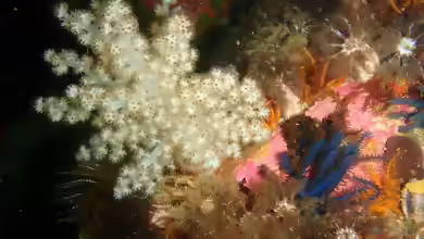 Capnella thyrsoidea im Aquarium halten