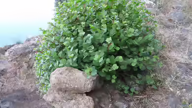 Capparis spinosa im Garten pflanzen