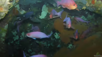 Caprodon longimanus im Aquarium halten