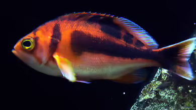 Caprodon schlegelii im Aquarium halten