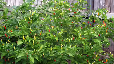 Capsicum frutescens im Garten pflanzen