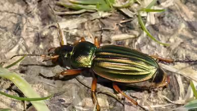 Carabus auratus im Garten