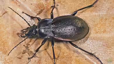 Carabus nemoralis im Garten