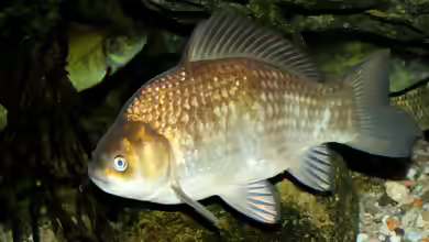 Carassius carassius im Gartenteich halten
