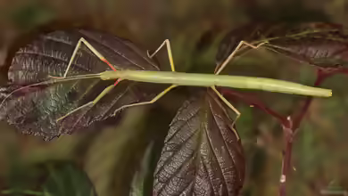 Carausius morosus im Terrarium halten