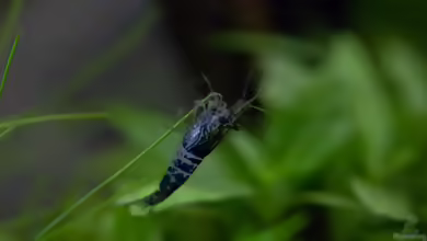 Carbon Rili Garnele im Aquarium halten