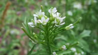 Cardamine flexuosa im Garten pflanzen