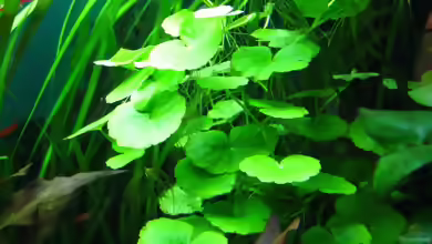 Cardamine lyrata im Aquarium pflegen