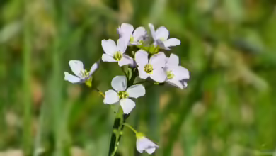Cardamine pratensis im Garten pflanzen