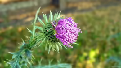 Carduus acanthoides im Garten pflanzen