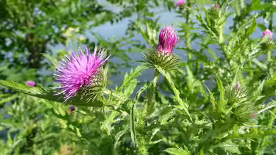 Carduus crispus im Garten pflanzen