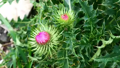 Carduus nutans im Garten pflanzen