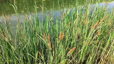 Carex acuta am Gartenteich