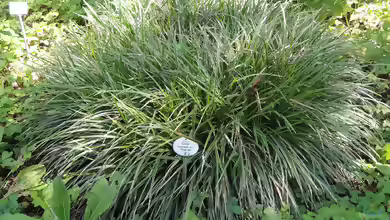 Carex morrowii im Garten pflanzen