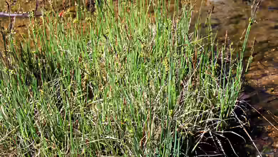 Carex panicea am Gartenteich