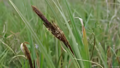 Carex riparia am Gartenteich