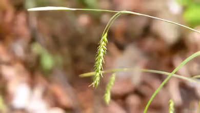 Carex sylvatica im Garten pflanzen