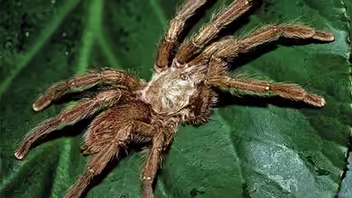 Caribena laeta im Terrarium halten