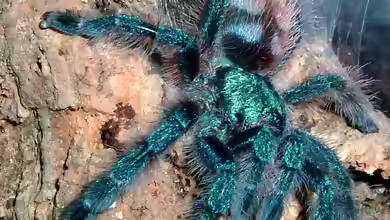 Caribena versicolor im Terrarium halten