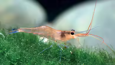 Caridina caerulea im Aquarium halten