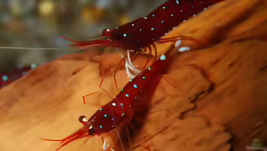 Caridina dennerli: Kardinalsgarnele aus dem Matano-See