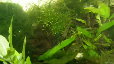Caridina gracilirostris im Aquarium halten