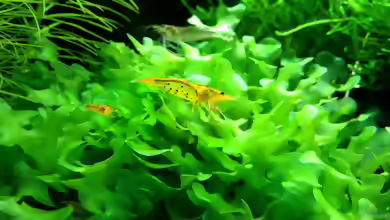 Caridina mariae im Aquarium halten