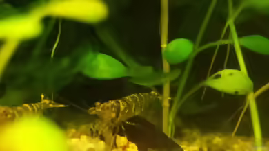 Caridina pareparensis parvidentata halten