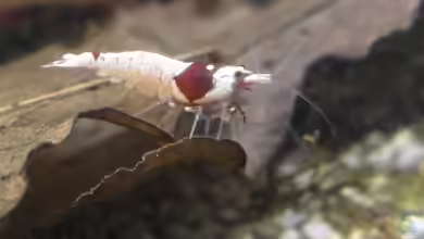 Caridina-Zwerggarnelen richtig füttern