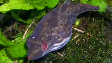 Carinotetraodon irrubesco im Aquarium halten