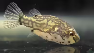 Carinotetraodon lorteti im Aquarium halten