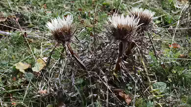 Carlina acaulis im Garten pflanzen
