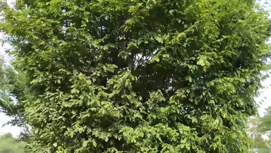Carpinus betulus im Garten pflanzen