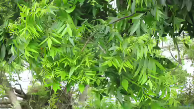 Carya illinoinensis im Garten pflanzen