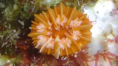 Caryophyllia inornata im Aquarium halten