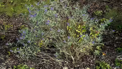 Caryopteris clandonensis im Garten pflanzen