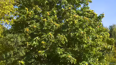 Castanea sativa im Garten pflanzen