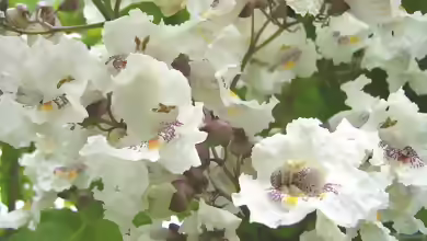 Catalpa bignonioides im Garten pflanzen