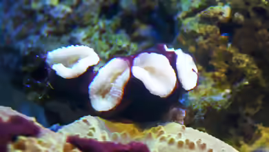 Caulastraea echinulata im Aquarium halten