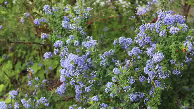 Ceanothus impressus im Garten pflanzen