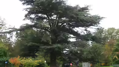 Cedrus libani im Garten pflanzen