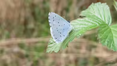 Celastrina argiolus im Garten