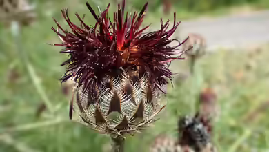 Centaurea atropurpurea im Garten pflanzen