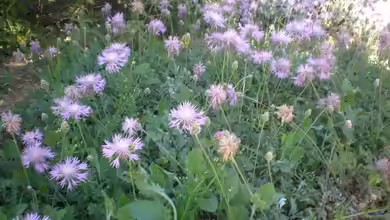 Centaurea bella im Garten pflanzen