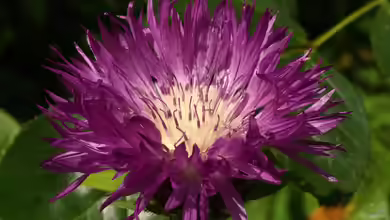 Centaurea dealbata im Garten pflanzen