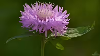 Centaurea hypoleuca im Garten pflanzen